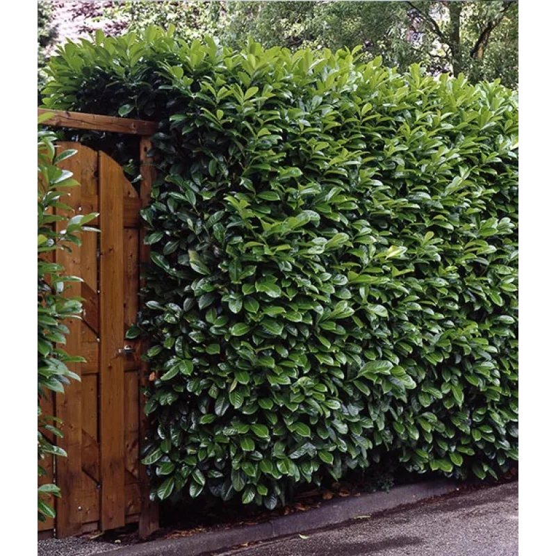 BALDUR-Garten Kirschlorbeer-Hecke im 3-Liter Topf