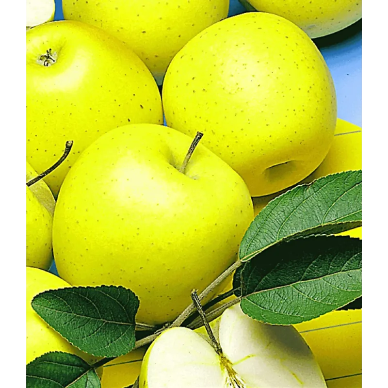 BALDUR-Garten Säulen-Apfel 'Golden Delicious' - 1 Pflanze